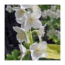 Attēlu rezultāti vaicājumam “Philadelphus coronarius flower”