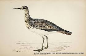 Image result for Bartramia longicauda