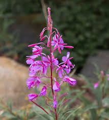 Attēlu rezultāti vaicājumam “Epilobium angustifolium fruit”