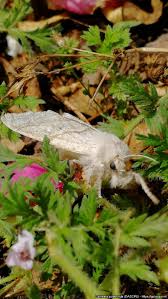 Attēlu rezultāti vaicājumam “Calliteara pudibunda larva”