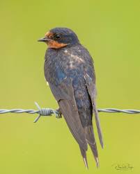 Image result for Plymouth Swallows Gc