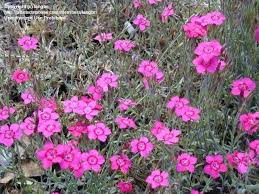 Attēlu rezultāti vaicājumam “Dianthus deltoides bud”
