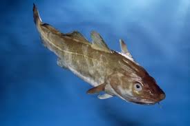 Image result for Gadus morhua