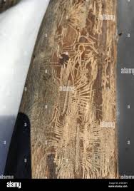 Attēlu rezultāti vaicājumam “Scolytus scolytus, Scolytus multistriatus”