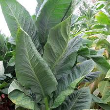 Attēlu rezultāti vaicājumam “Nicotiana tabacum leaf”