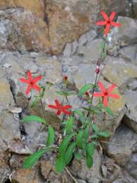 Attēlu rezultāti vaicājumam “Silene borysthenica”
