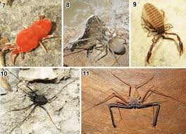 Attēlu rezultāti vaicājumam “Trombidiidae”
