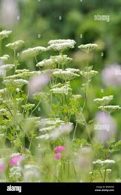 Attēlu rezultāti vaicājumam “Cnidium dubium leaf”