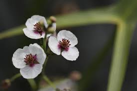 Attēlu rezultāti vaicājumam “Sagittaria sagittifolia flower”