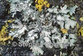 Attēlu rezultāti vaicājumam “Parmelia submontana”