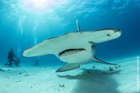 Image result for Sphyrna