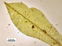 Attēlu rezultāti vaicājumam “Physcomitrium pyriforme sporophyte”