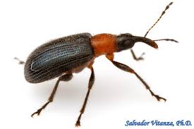 Attēlu rezultāti vaicājumam “Attelabidae”