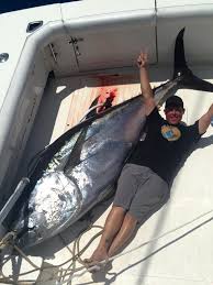 Image result for giant tuna