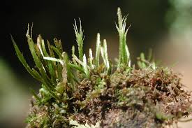 Attēlu rezultāti vaicājumam “Dicranales”