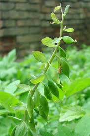 Attēlu rezultāti vaicājumam “Corydalis cava fruit”