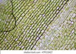 Attēlu rezultāti vaicājumam “Hydrilla verticillata leaf”