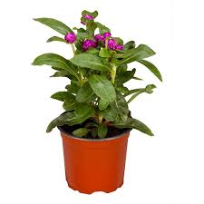 Image result for Kugelamarant