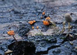 Attēlu rezultāti vaicājumam “Heterotrichia ferruginea (syn. Arcyria ferruginea) stalked”