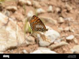 Attēlu rezultāti vaicājumam “Melitaea didyma underside”