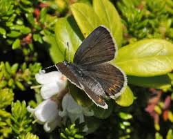 Attēlu rezultāti vaicājumam “Plebejus idas female”