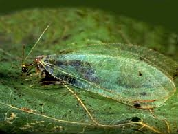 Attēlu rezultāti vaicājumam “Chrysopa”