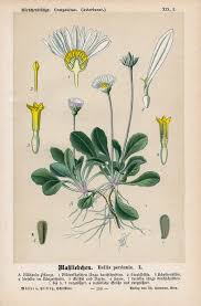 Attēlu rezultāti vaicājumam “Bellis perennis bud”