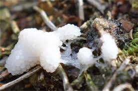 Attēlu rezultāti vaicājumam “Symphytocarpus impexus sessile”