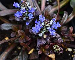 Attēlu rezultāti vaicājumam “Ajuga reptans bud”