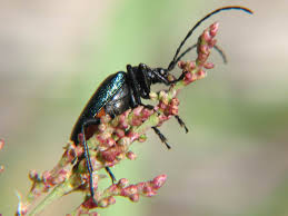 Attēlu rezultāti vaicājumam “Gaurotes virginea”