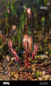 Attēlu rezultāti vaicājumam “Drosera anglica flower”