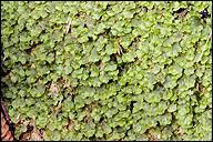 Attēlu rezultāti vaicājumam “Pellia endiviifolia”