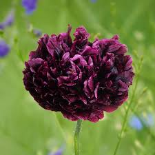 Image result for Papaver somniferum Black