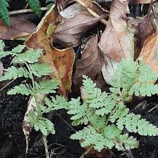 Attēlu rezultāti vaicājumam “Dryopteris expansa”