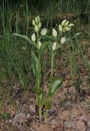Attēlu rezultāti vaicājumam “Cephalanthera rubra bud”