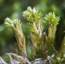 Attēlu rezultāti vaicājumam “Platygyrium repens”