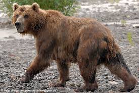 Attēlu rezultāti vaicājumam “Ursus arctos”