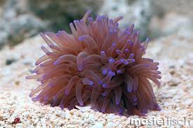 Attēlu rezultāti vaicājumam “Anemone”