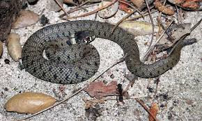 Attēlu rezultāti vaicājumam “Natrix natrix adult”