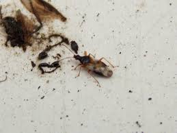 Attēlu rezultāti vaicājumam “Anthocoris nemorum”