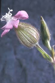 Attēlu rezultāti vaicājumam “Silene latifolia subsp. alba flower”