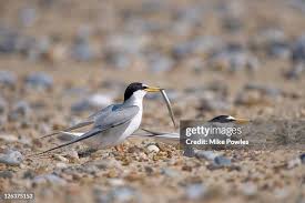 Attēlu rezultāti vaicājumam “Sternula albifrons”