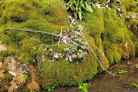 Attēlu rezultāti vaicājumam “Palustriella”