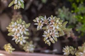 Attēlu rezultāti vaicājumam “Sedum hispanicum flower”