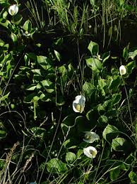 Attēlu rezultāti vaicājumam “Calla palustris flower”