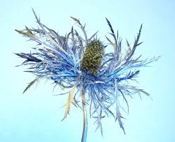 Image result for Blaudistel