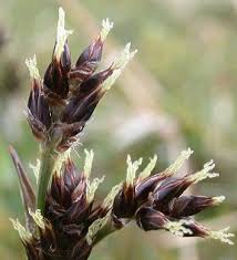 Attēlu rezultāti vaicājumam “Luzula campestris flower”