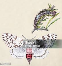 Attēlu rezultāti vaicājumam “Lymantria monacha imago”