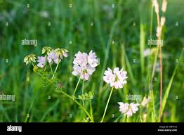 Attēlu rezultāti vaicājumam “Trifolium montanum flower”