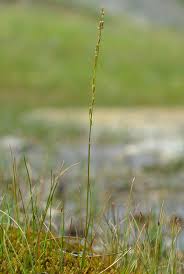 Attēlu rezultāti vaicājumam “Triglochin palustre flower”